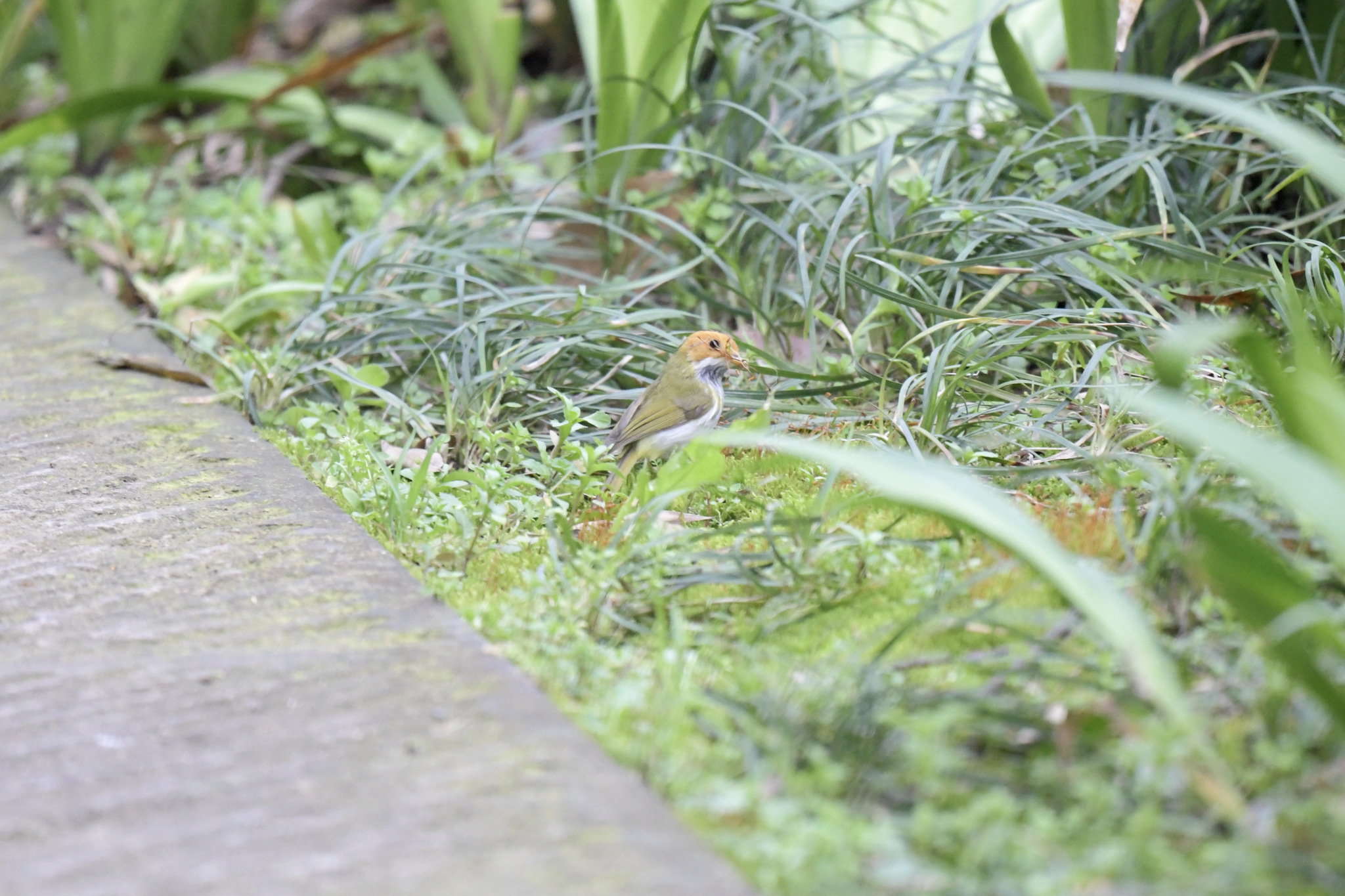 Rufous-faced Warbler