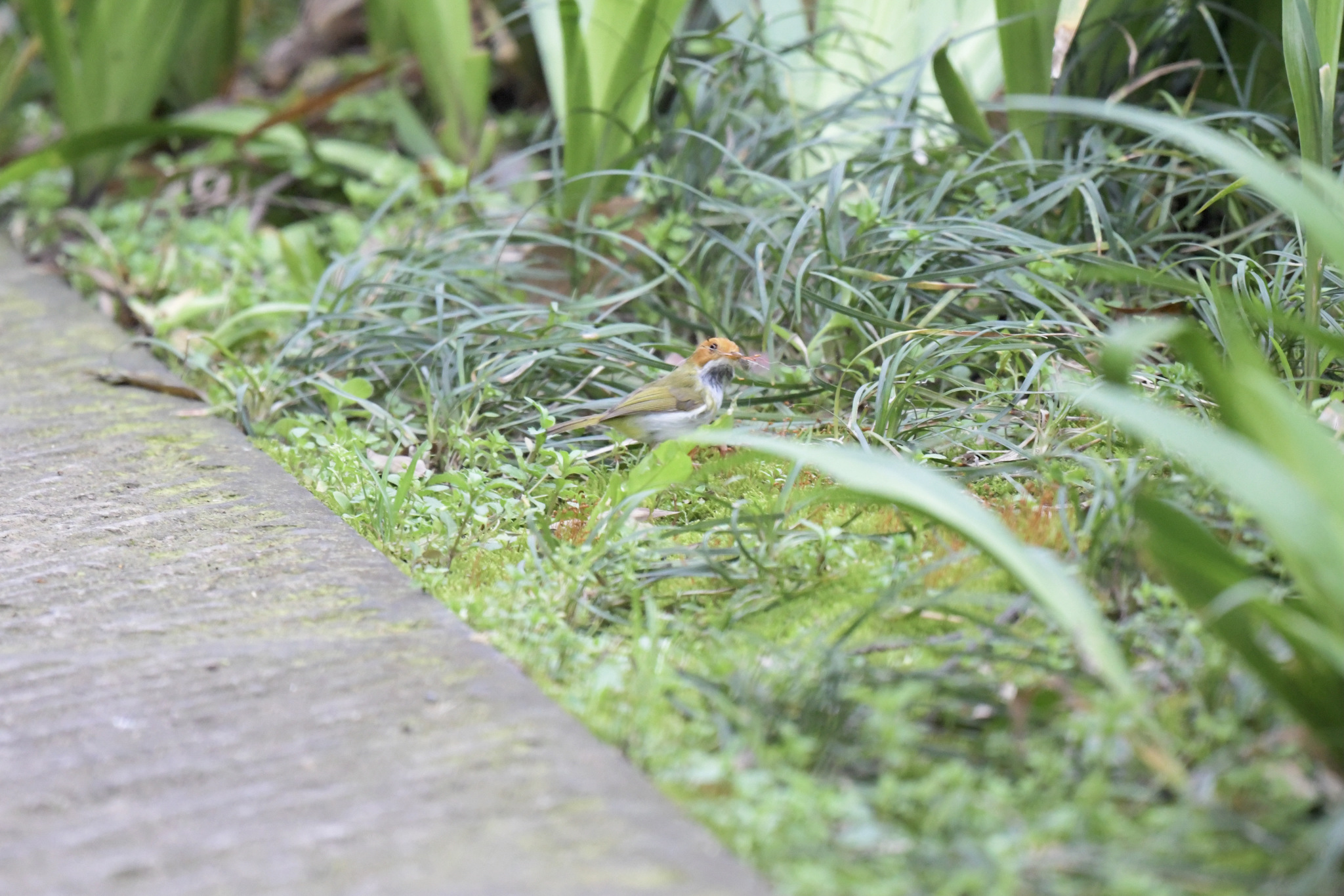 Rufous-faced Warbler