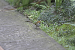 Abroscopus albogularis