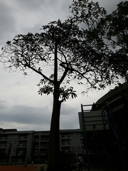 Alstonia