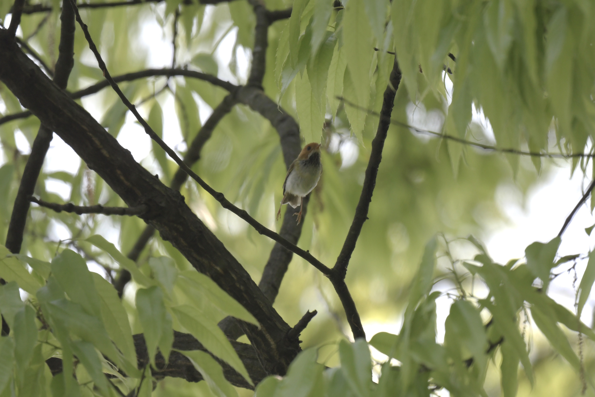 Rufous-faced Warbler