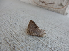 Cissusa indiscreta