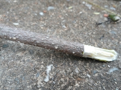 Alstonia