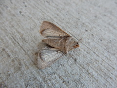 Cissusa indiscreta