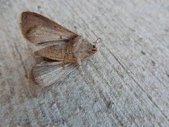Cissusa indiscreta