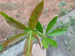 Alstonia