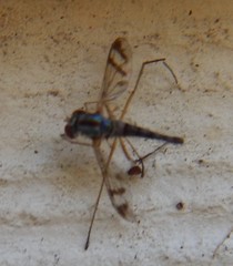 Heteropsilopus ingenuus