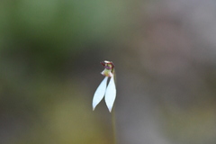 Eriochilus collinus collinus