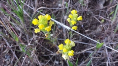 Triphysaria versicolor