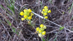 Triphysaria versicolor