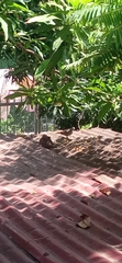 Geopelia striata