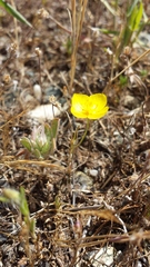 Eschscholzia lobbii