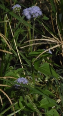 Conoclinium coelestinum image