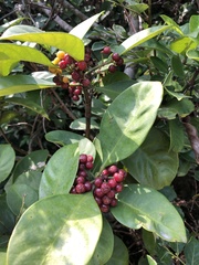 Psychotria asiatica