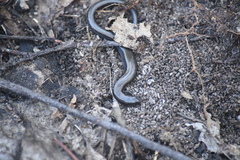 Hemiergis decresiensis