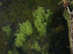 Callitriche heterophylla