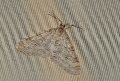 Trichopteryx carpinata