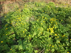 Ranunculus constantinopolitanus