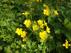 Ranunculus constantinopolitanus