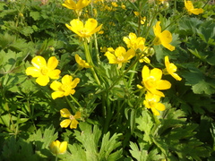 Ranunculus constantinopolitanus