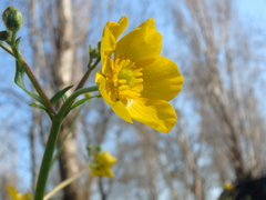 Ranunculus constantinopolitanus