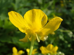 Ranunculus constantinopolitanus