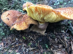 Tricholomopsis scabra