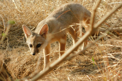 Vulpes bengalensis