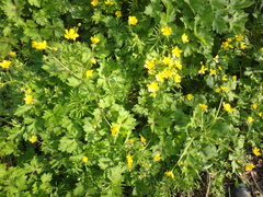 Ranunculus constantinopolitanus