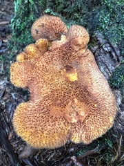 Tricholomopsis scabra