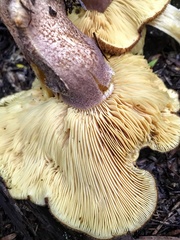 Tricholomopsis scabra