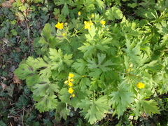 Ranunculus constantinopolitanus