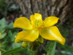 Ranunculus constantinopolitanus