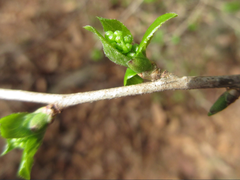 Symplocos sawafutagi