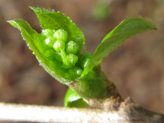 Symplocos sawafutagi