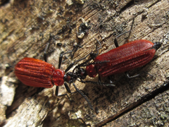 Pseudopyrochroa rufula