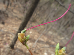 Rhododendron mucronulatum