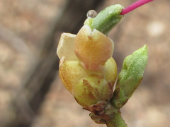 Rhododendron mucronulatum
