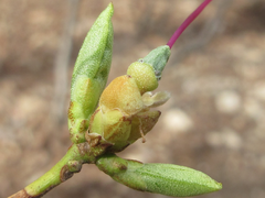 Rhododendron mucronulatum
