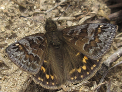 Erynnis montanus