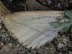 Descoreba simplex
