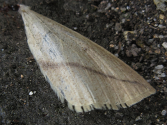 Descoreba simplex