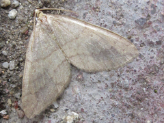 Idiotephria debilitata