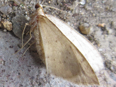 Idiotephria debilitata