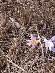 Crocus pallasii