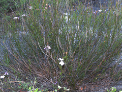 Bouchea linifolia