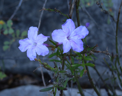 Bouchea linifolia
