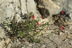 Penstemon baccharifolius