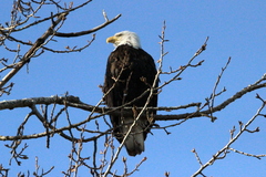 Haliaeetus leucocephalus