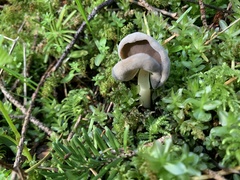 Helvella compressa
